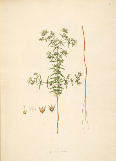 Illustration of Oldenlandia umbellata, Rubiaceae by anonymus